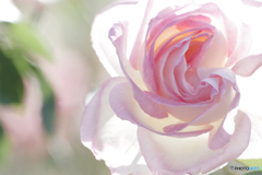 PINK LIGHT