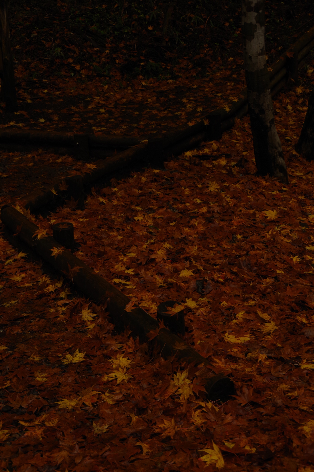 yellow carpet