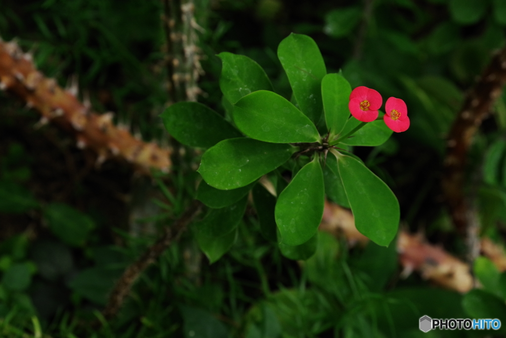Dancing Flower