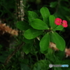 Dancing Flower