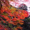 色付く