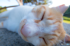 魚眼らしい猫
