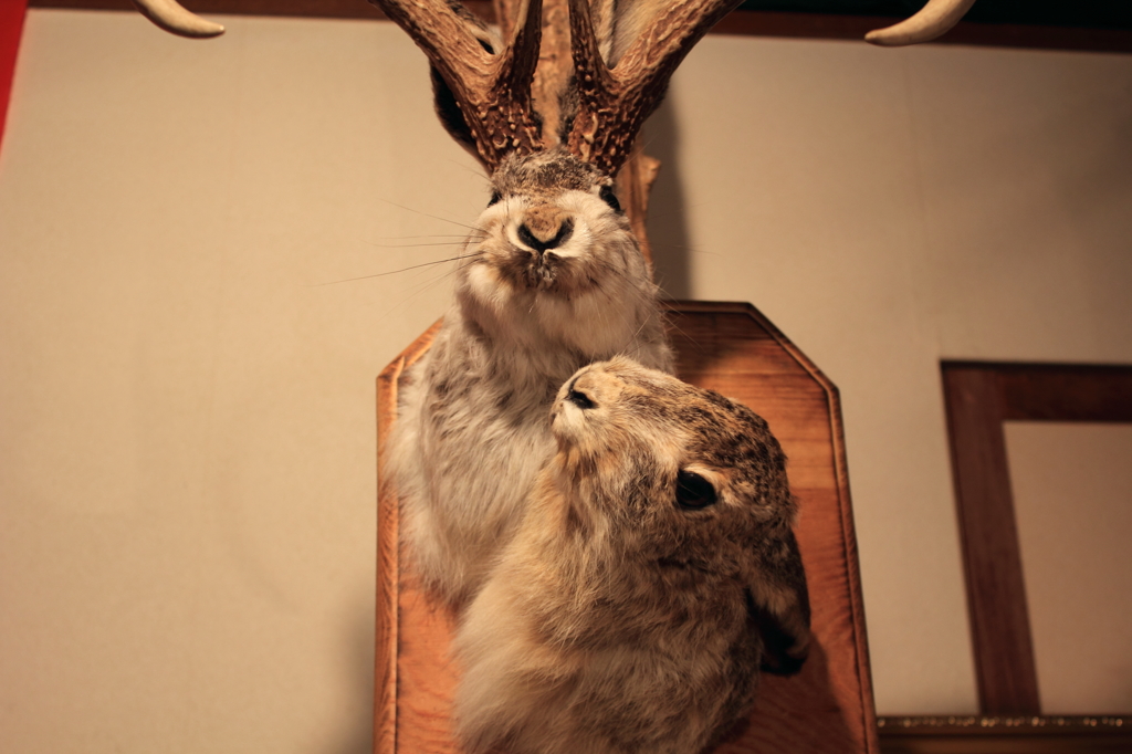 幸せのジャッカロープ