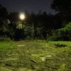 夜の小道