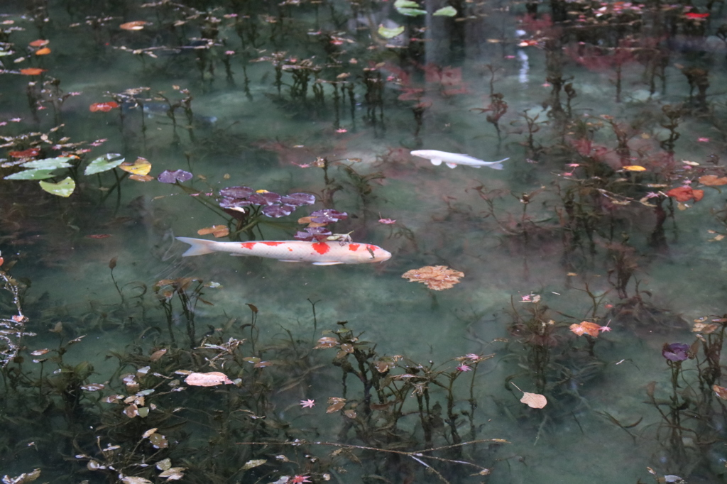 透き通ってる池