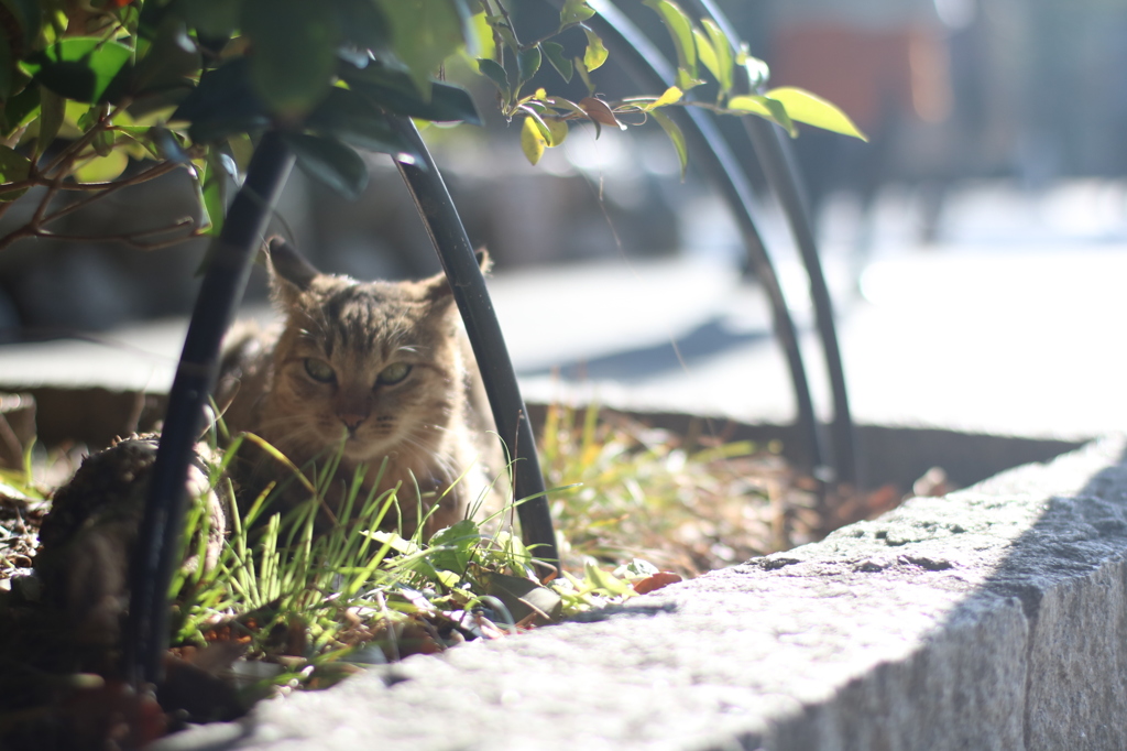 暖かい場所、ご飯の匂いのする場所に猫あり。