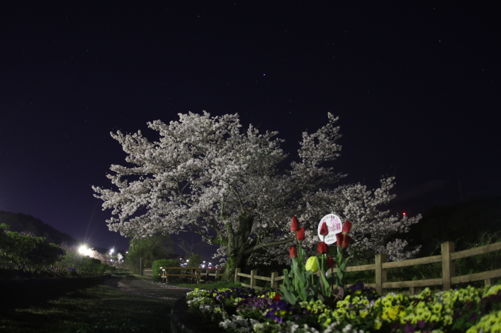 夜桜