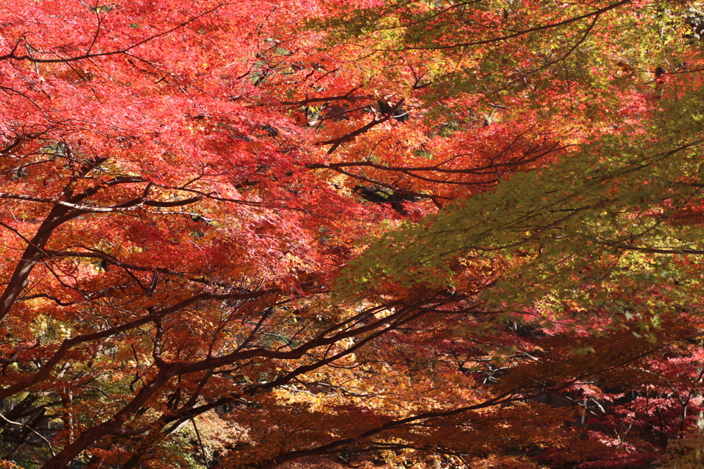 紅葉