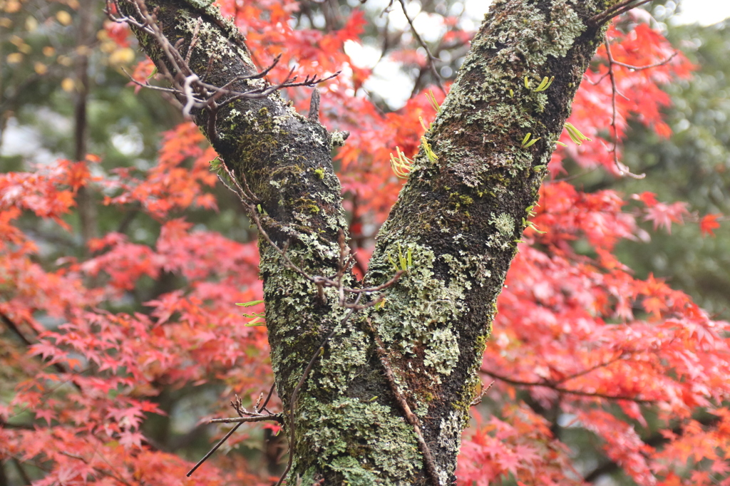 紅葉