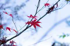 散りゆく紅葉