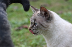 何食べよ？