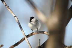 野鳥【ハシブトガラ】