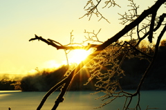 樹氷から差し込む朝日