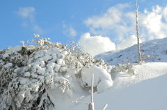 ハイマツに積もる雪