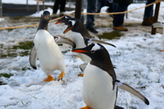 ワガママペンギン