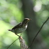 クロツグミの幼鳥