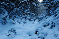 雪深い森