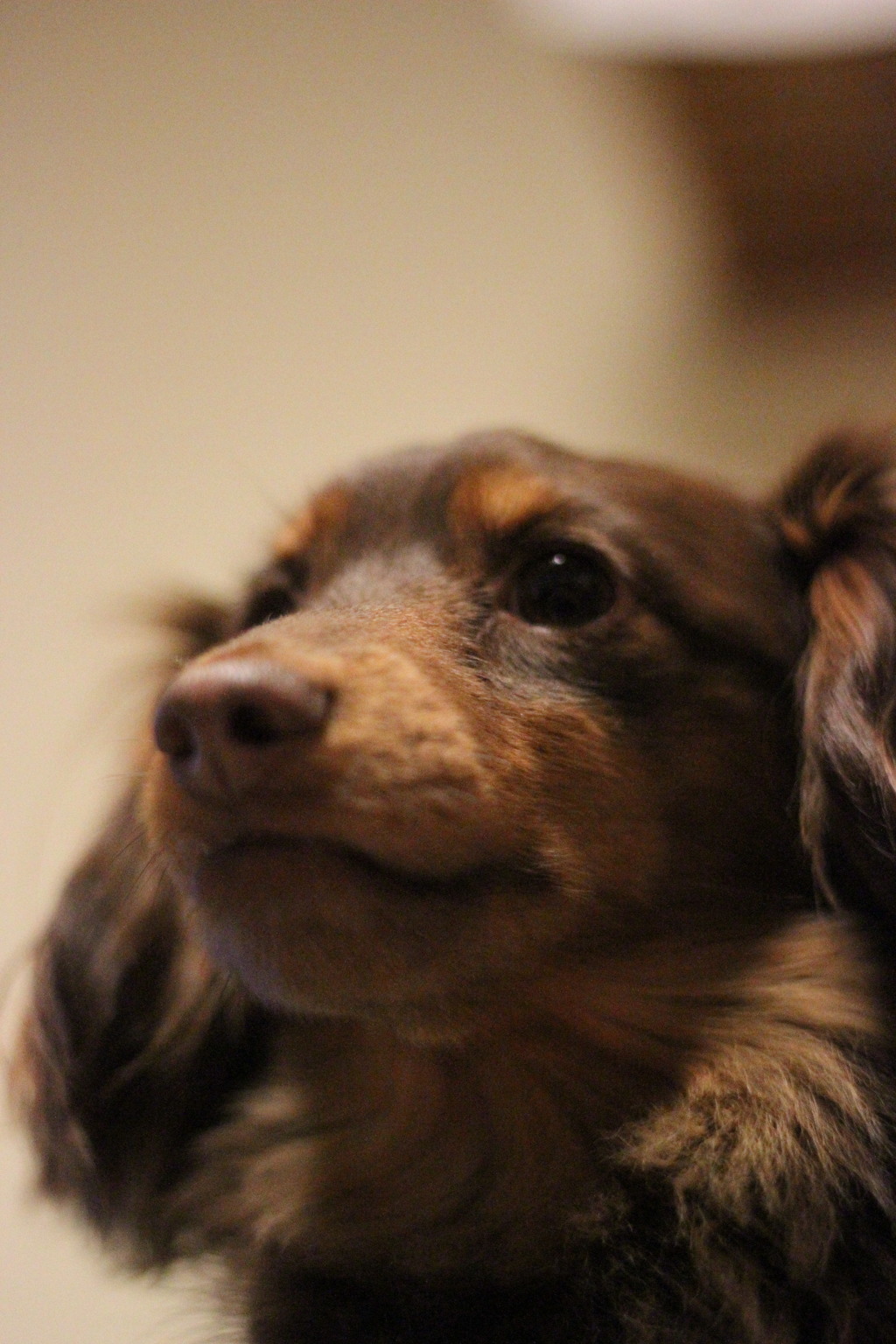 愛犬