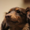 愛犬