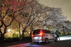 夜桜と愛車
