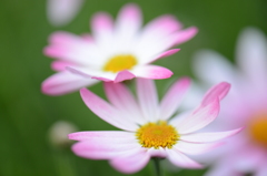 お散歩中に見つけた花②