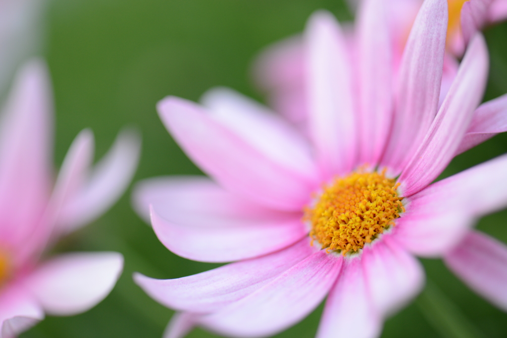 お散歩中に見つけた花①