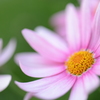 お散歩中に見つけた花①