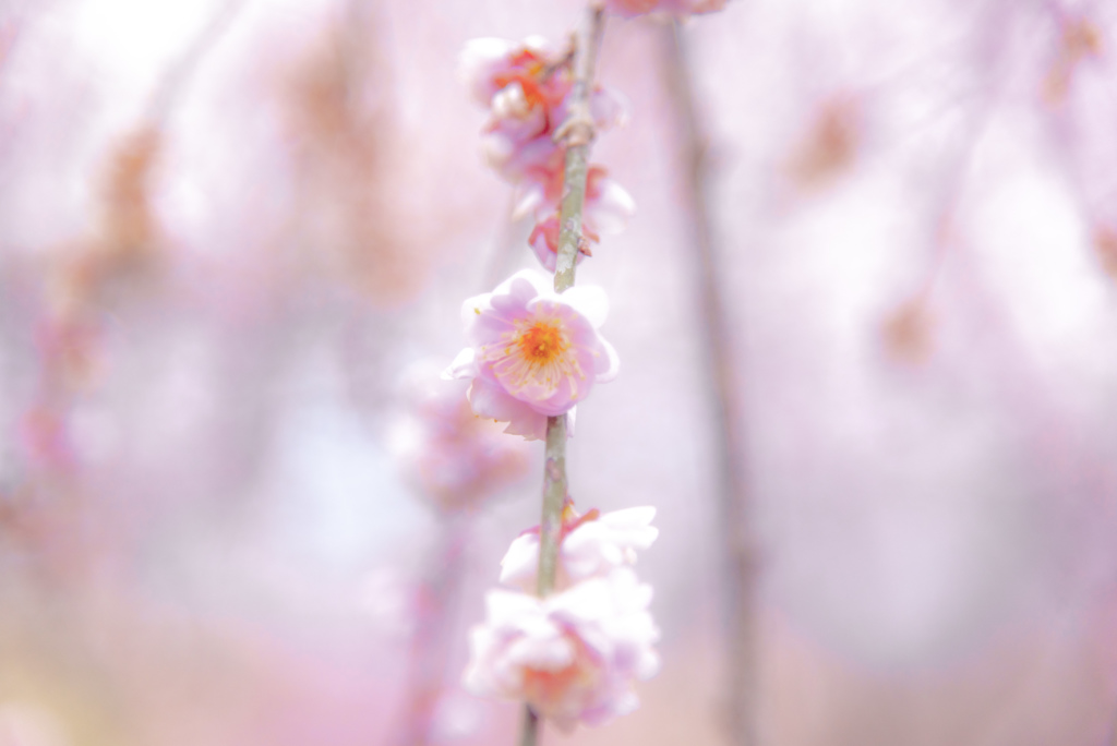 うめの花