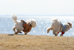 冬の海をバックに追いかけっこ♪