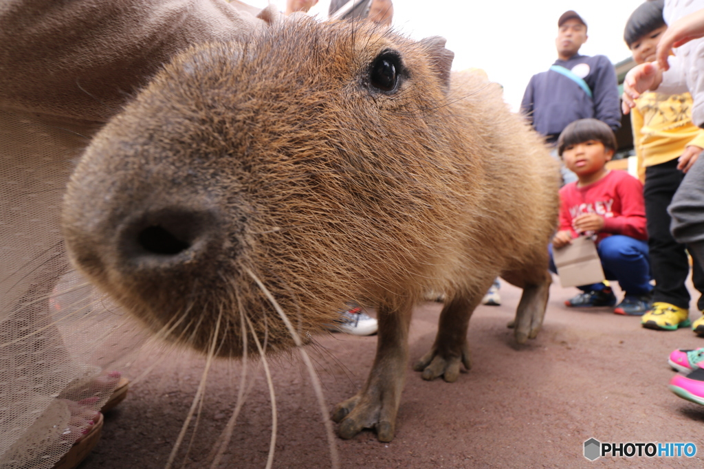 カピバラ様のお通りだ