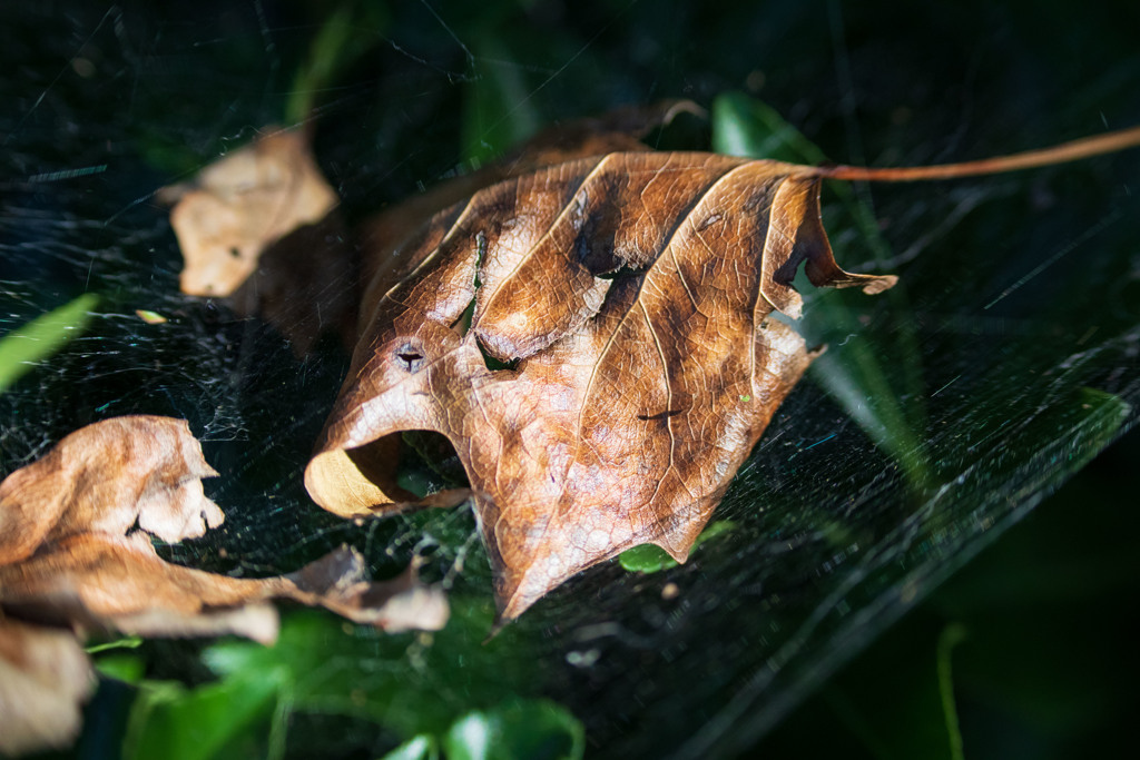 60-600mmフィールドテスト2