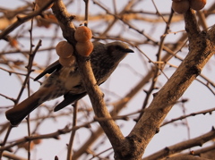 野鳥