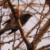 野鳥