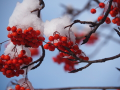 木の実と雪