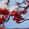 木の実と雪