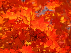 紅葉