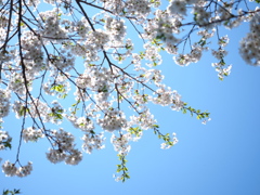 桜と空