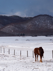 馬と雪と山