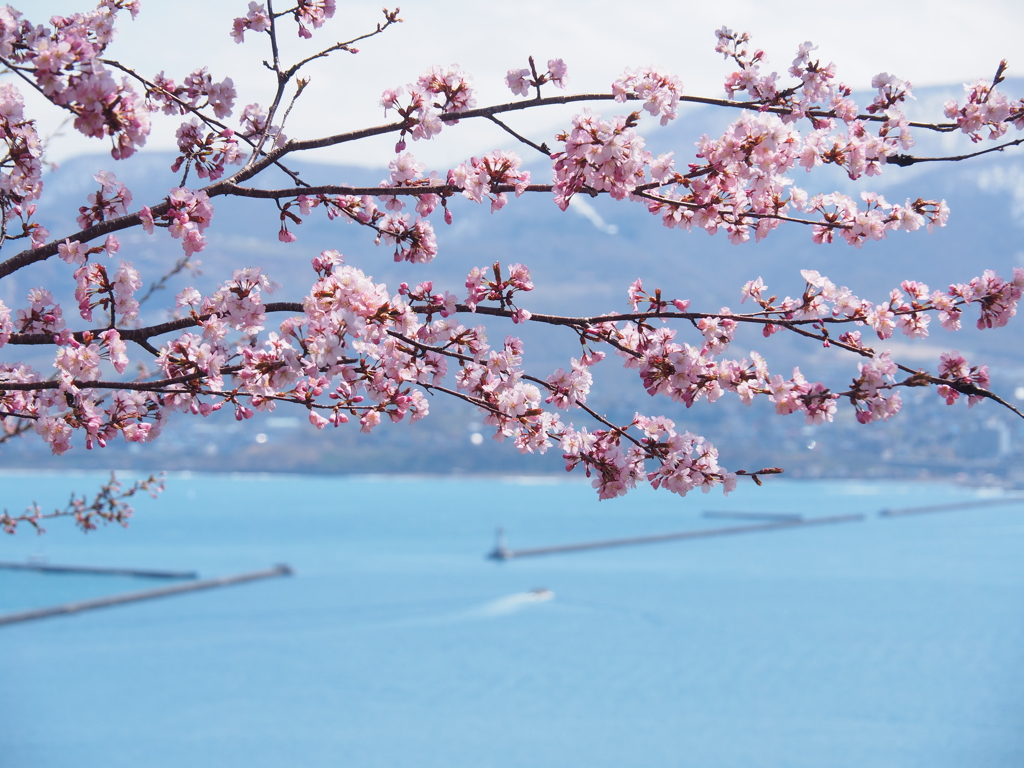 桜と海