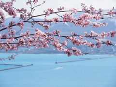 桜と海
