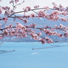 桜と海