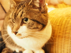 猫カフェ