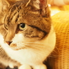 猫カフェ
