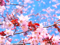 桜＋