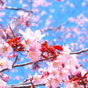 桜＋