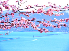桜と海＋
