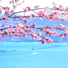桜と海＋