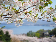 葉桜と海