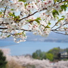 葉桜と海