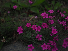 影のある花